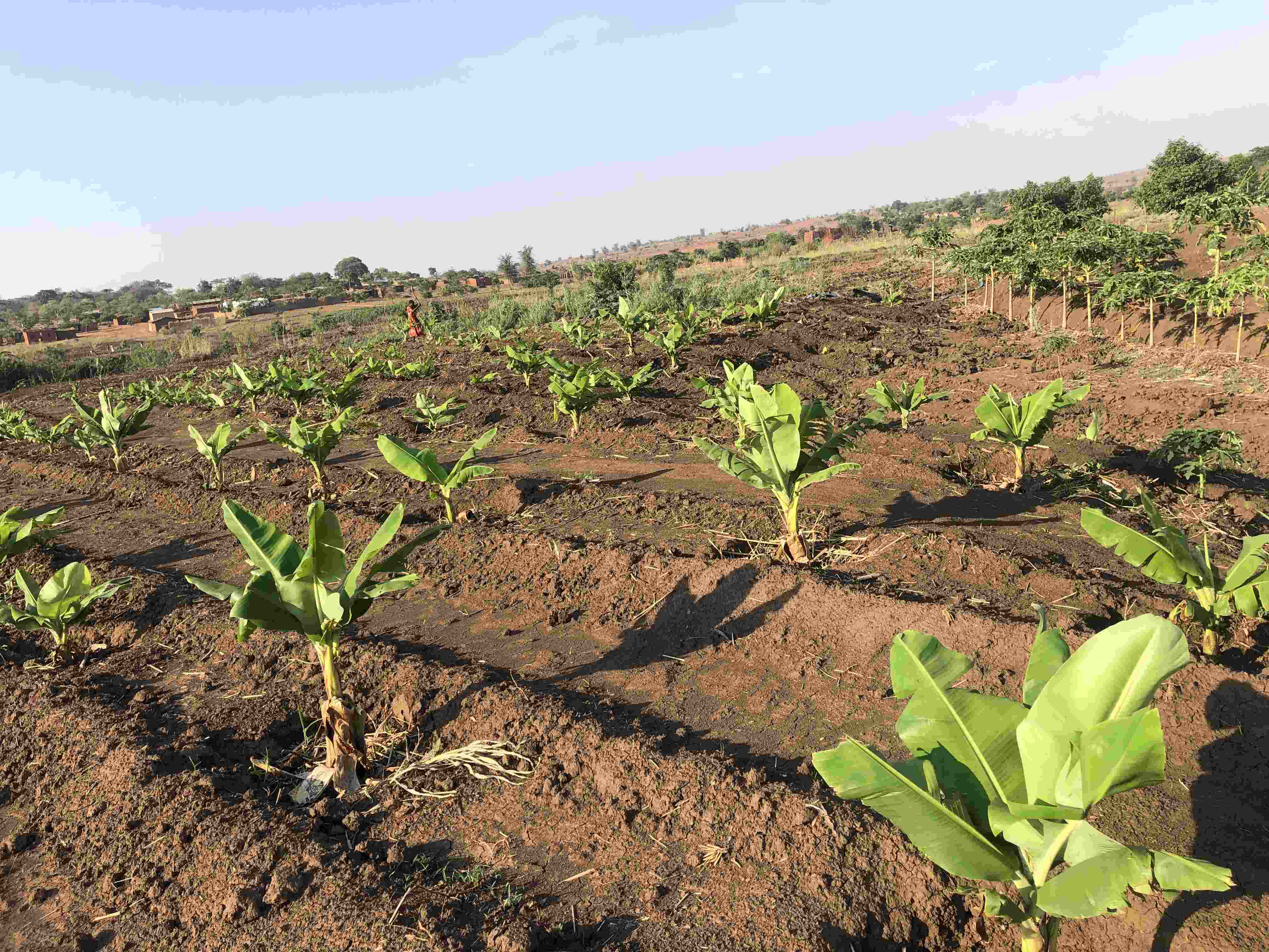 Farmers Harvesting Crops