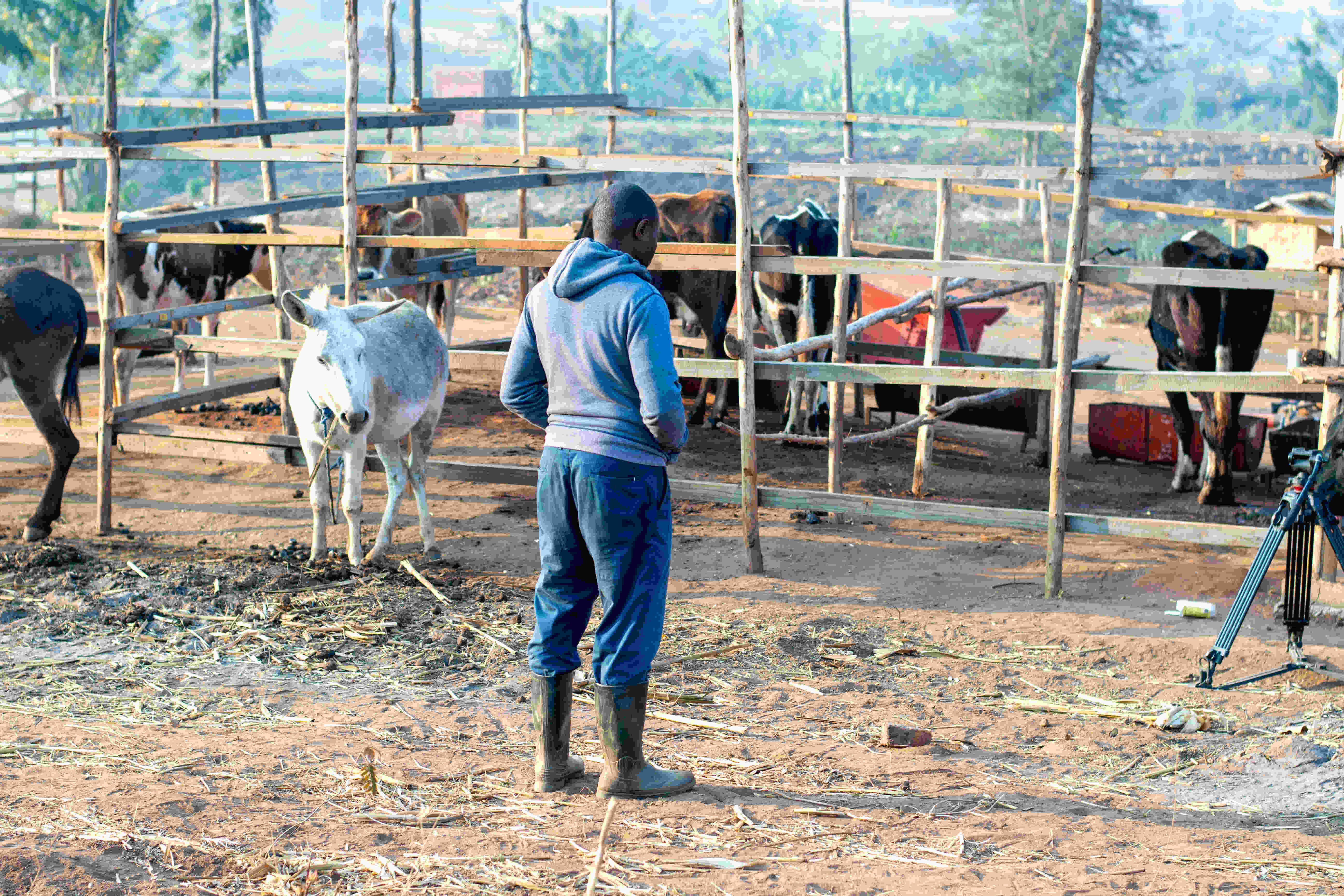 Farmers Harvesting Crops