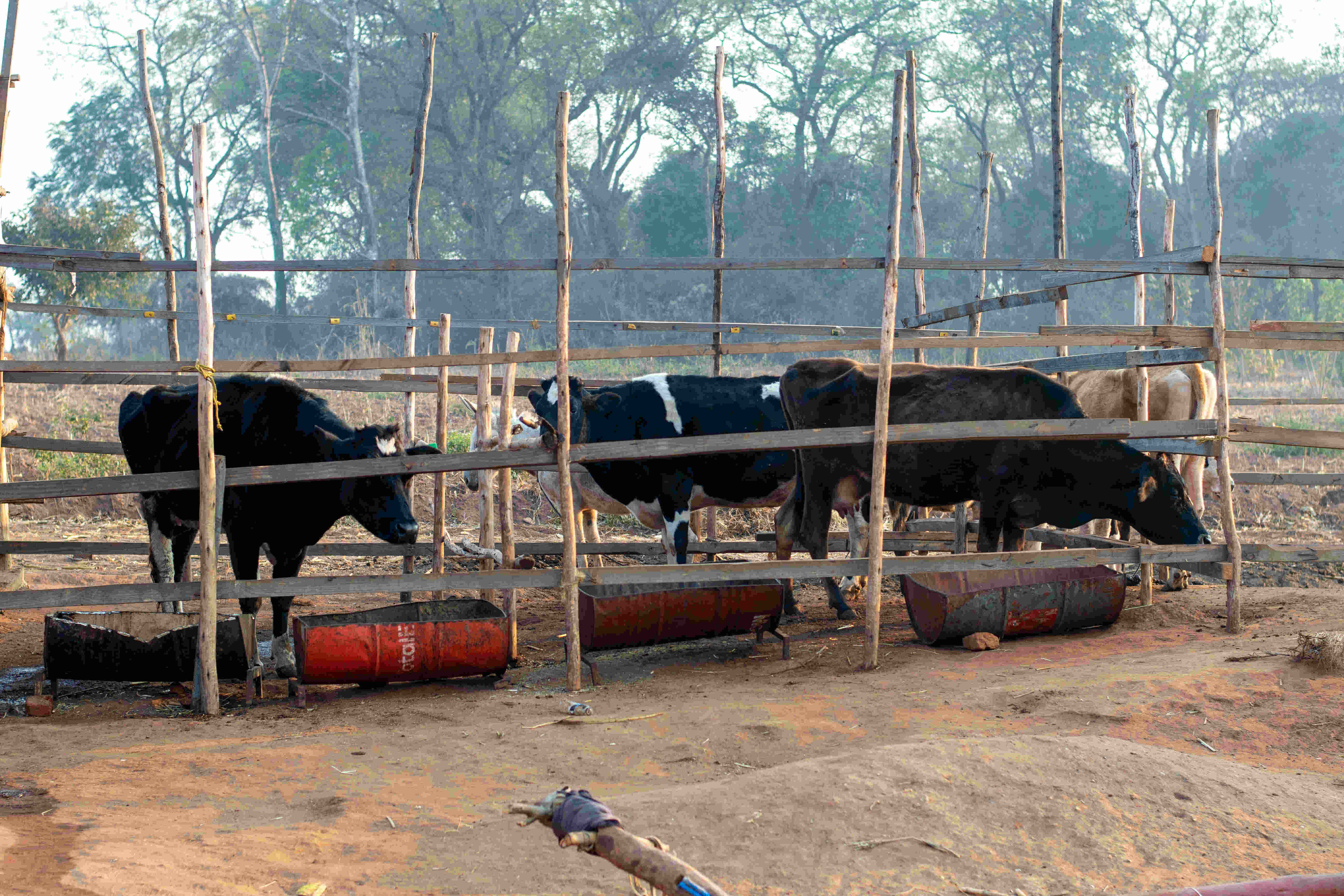 Farmers Harvesting Crops